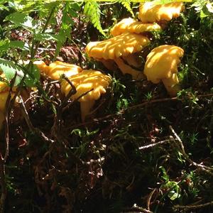 Chanterelle, Common