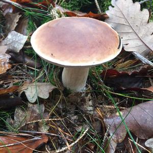 King Bolete