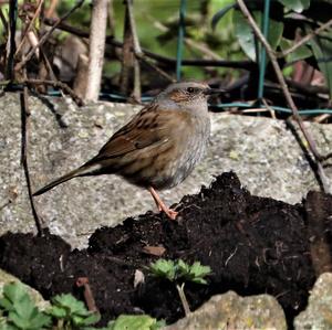 Hedge Accentor