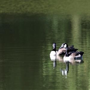 Canada Goose