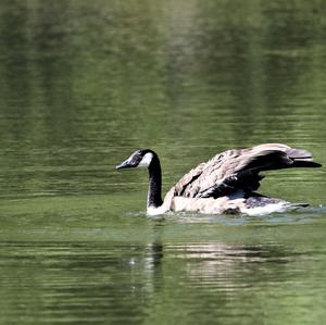 Canada Goose