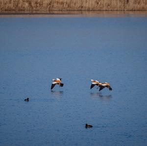 Ruddy Shelduck