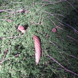 Bay Bolete