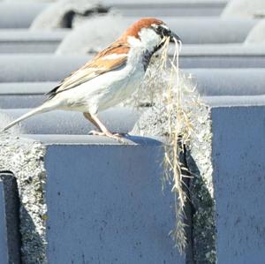 House Sparrow