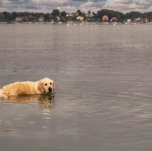 Retriever (Golden)