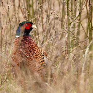 Common Pheasant