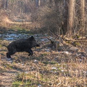 Wildschwein