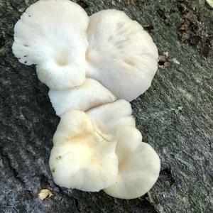 Oyster Mushroom