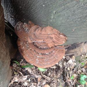 Artist`s Fungus