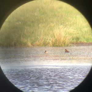 Little Grebe