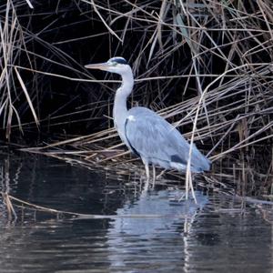 Grey Heron