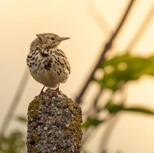 Wiesenpieper