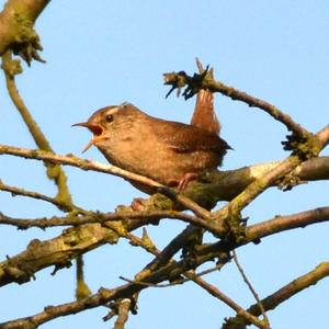 Winter Wren