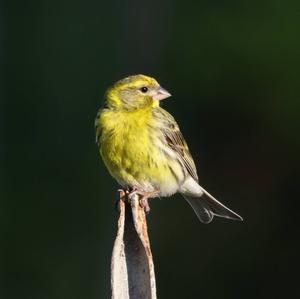 European Serin