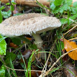 Shaggy Parasol