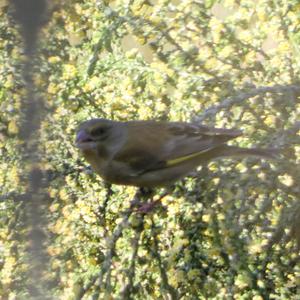 European Greenfinch