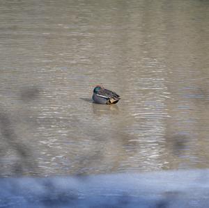 Common Teal