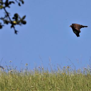 Common Buzzard