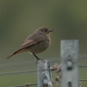 Common Redstart