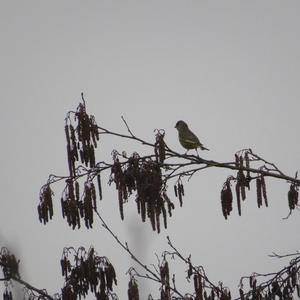 European Greenfinch