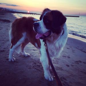 Saint Bernard