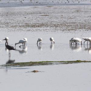 Eurasian Spoonbill