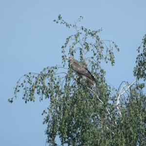 Common Buzzard