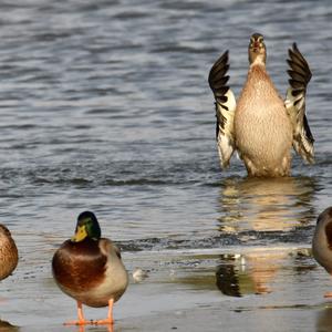 Gadwall