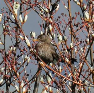 Eurasian Blackbird