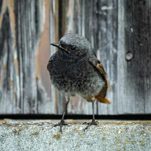 Black Redstart