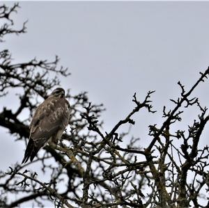 Mäusebussard