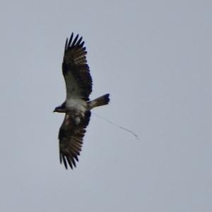 Osprey