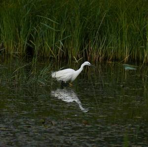 Little Egret