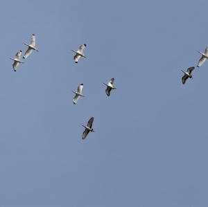 White Ibis