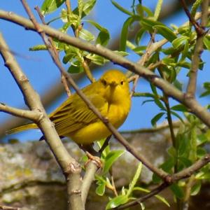 Yellow Warbler