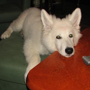 Berger Blanc Suisse