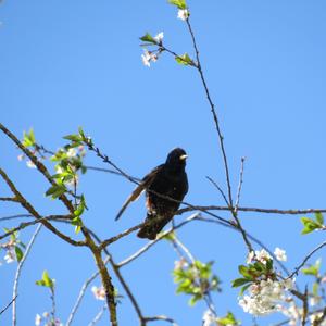 Common Starling