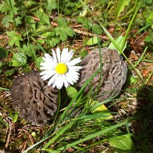 Yellow Morel