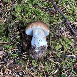 King Bolete