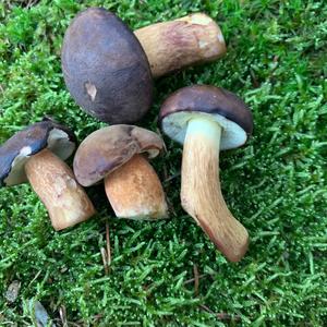 Bay Bolete