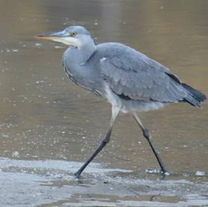 Grey Heron