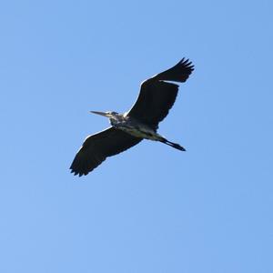 Grey Heron