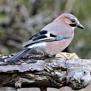 Eurasian Jay