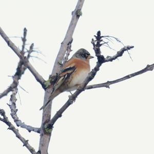 Brambling