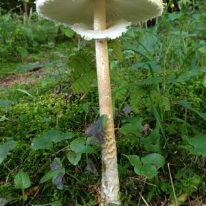 Parasol Mushroom