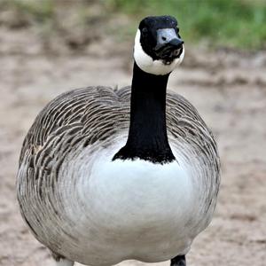 Canada Goose