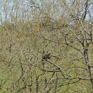 Common Buzzard