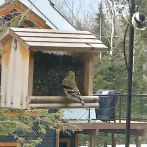 Ruby-crowned Kinglet