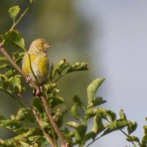 European Greenfinch