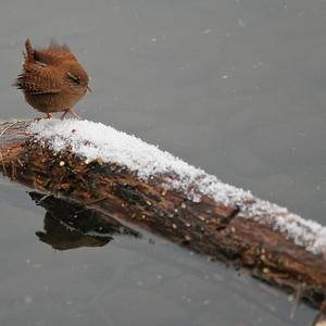 Winter Wren